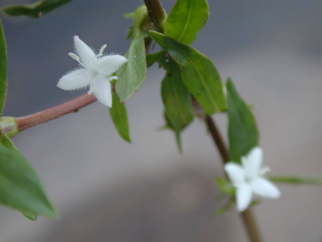 Diodia virginiana (Virginia buttonweed) #14617