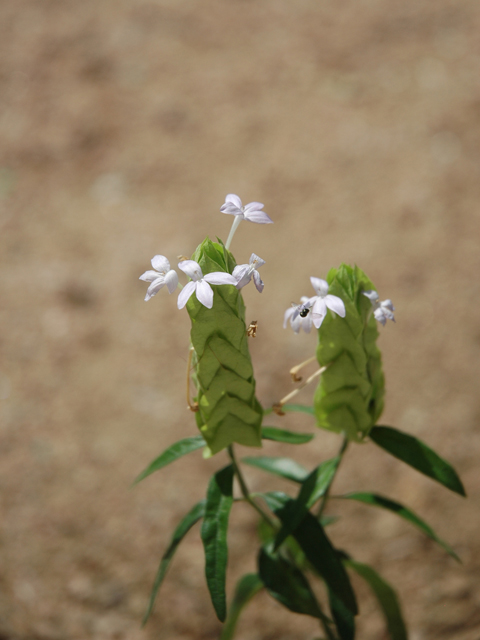 Yeatesia platystegia (Montell bractspike) #20081