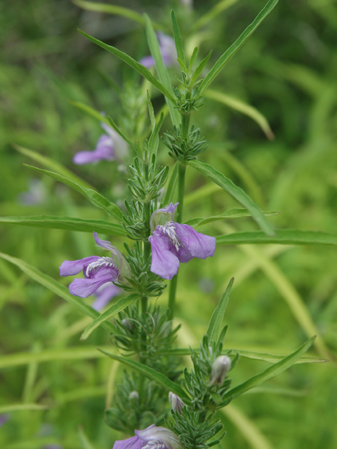 Justicia pacifica (Runyon's water-willow) #20086