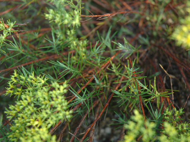 Paronychia virginica (Whitlow-wort) #20095