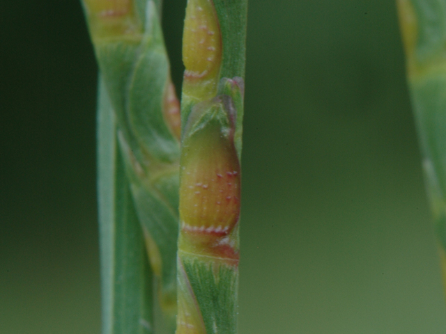 Coelorachis cylindrica (Cylinder jointtail grass) #26600