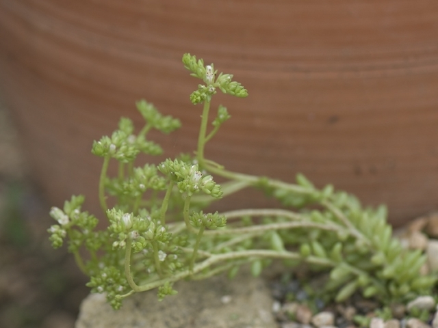 Sedum wrightii (Wright's stonecrop) #26834