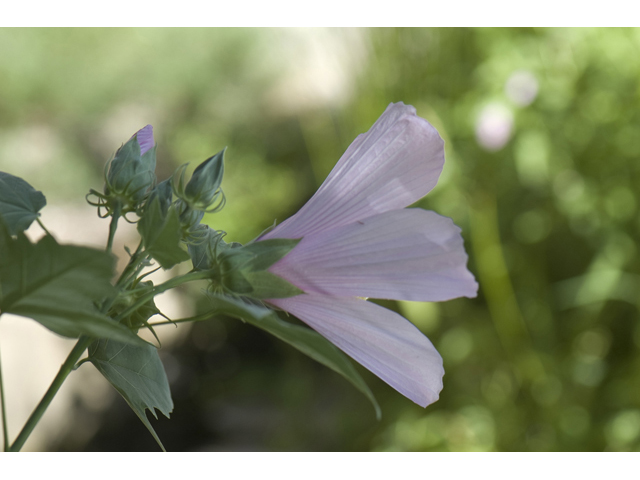 Hibiscus grandiflorus (Swamp rose-mallow) #33097