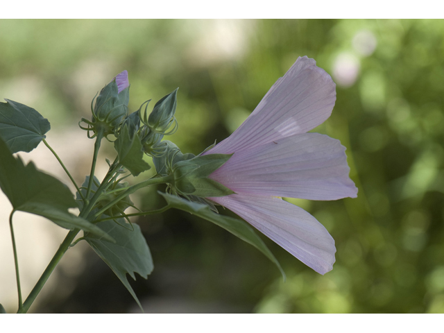 Hibiscus grandiflorus (Swamp rose-mallow) #33098