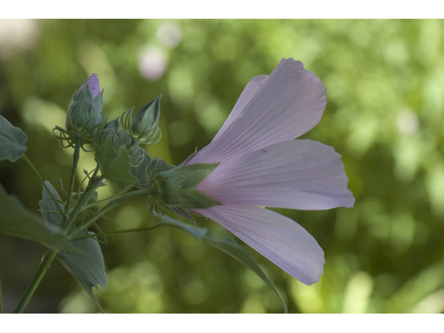 Hibiscus grandiflorus (Swamp rose-mallow) #33103