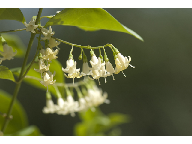 Chiococca alba (Snowberry) #42371