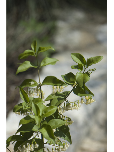 Chiococca alba (Snowberry) #42373