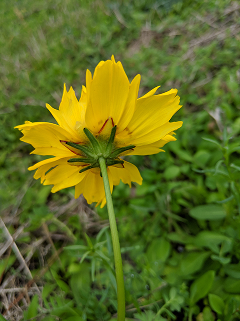 Coreopsis nuecensis (Crown tickseed) #67119