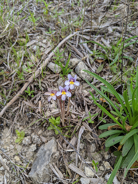 Orobanche uniflora (One-flowered broomrape) #67619