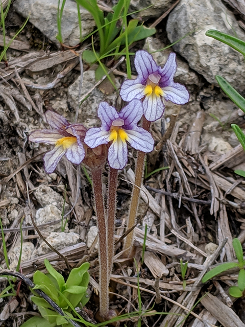 Orobanche uniflora (One-flowered broomrape) #67620