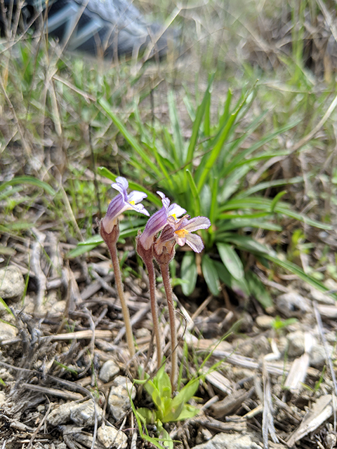 Orobanche uniflora (One-flowered broomrape) #67622