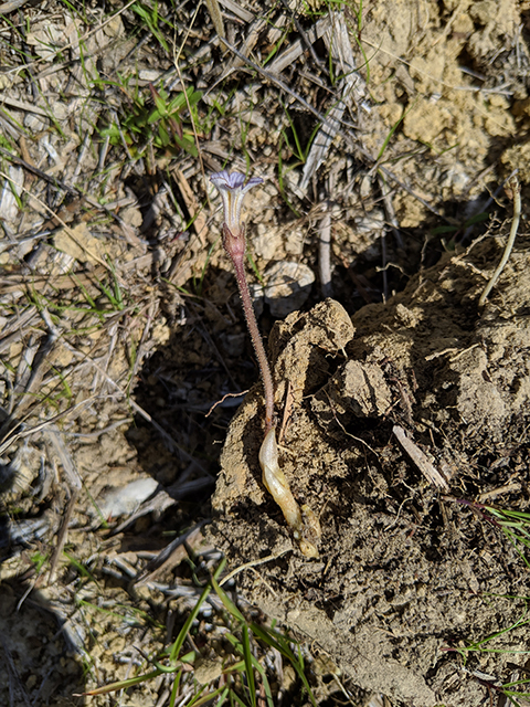 Orobanche uniflora (One-flowered broomrape) #67623