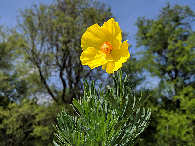 Hunnemannia fumariifolia (Mexican tulip poppy) #67630