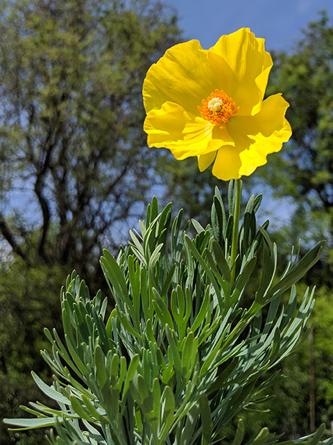 Hunnemannia fumariifolia (Mexican tulip poppy) #67631