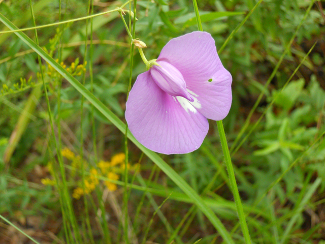 Centrosema virginianum (Spurred butterfly pea) #28636