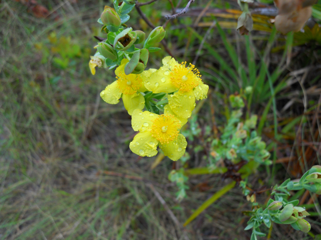 Hypericum tetrapetalum (Fourpetal st. john's-wort) #28643