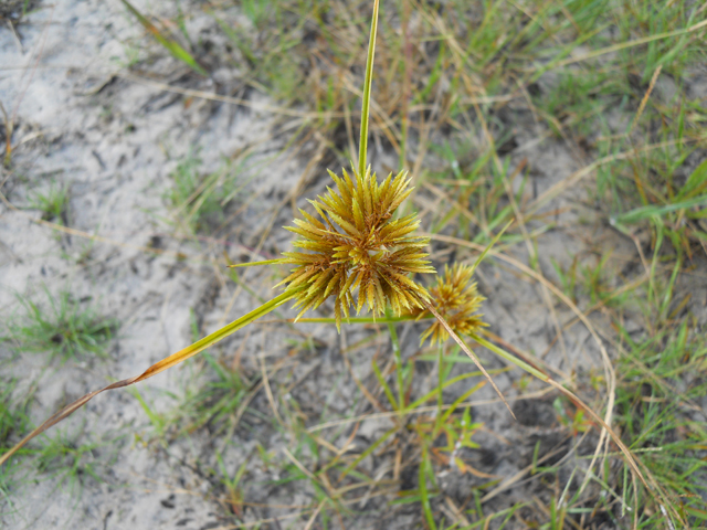 Cyperus polystachyos (Manyspike flatsedge) #28649