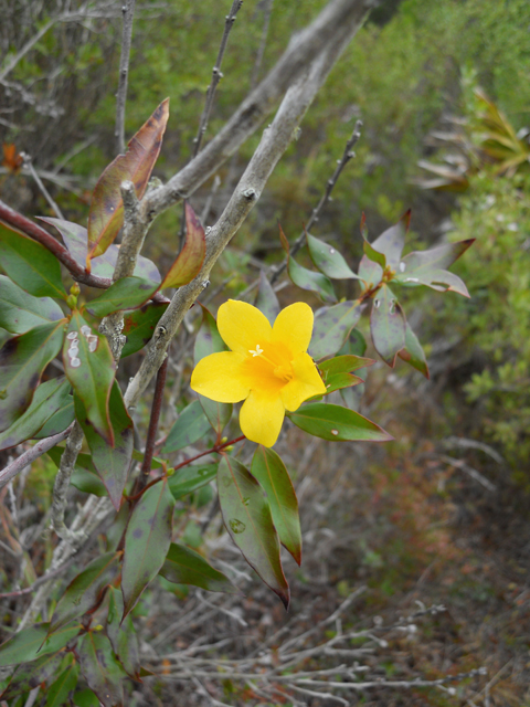 Gelsemium sempervirens (Carolina jessamine) #28877