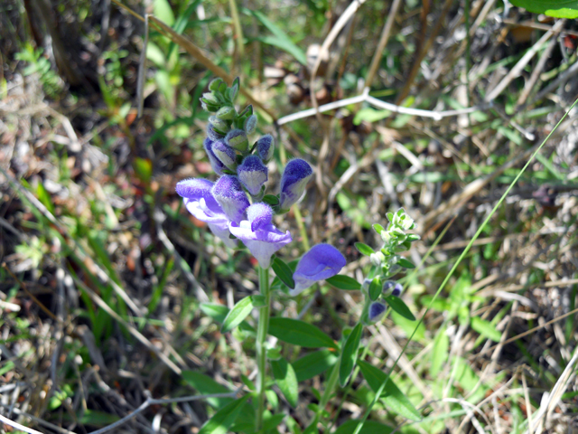 Scutellaria integrifolia (Helmet-flower) #28888