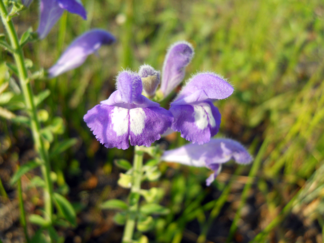 Scutellaria integrifolia (Helmet-flower) #28889