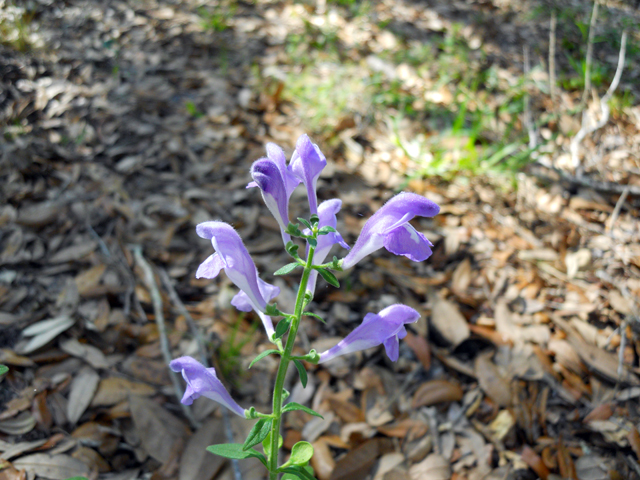 Scutellaria integrifolia (Helmet-flower) #28891