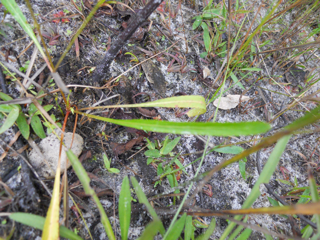 Viola lanceolata (Lance-leaf violet) #28907