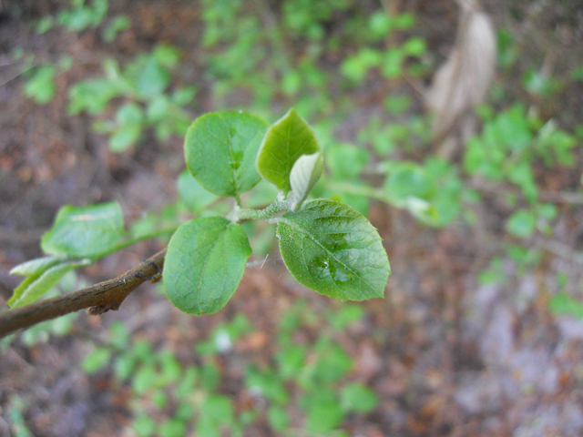 Styrax americanus (American snowbell) #31212