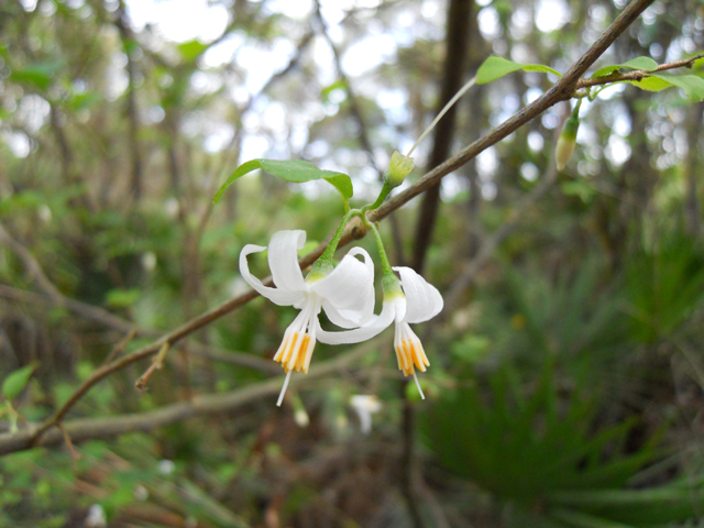 Styrax americanus (American snowbell) #31213