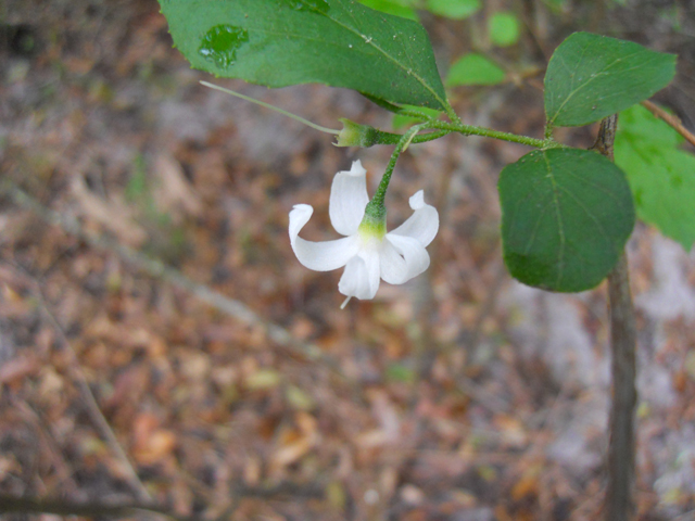 Styrax americanus (American snowbell) #31214