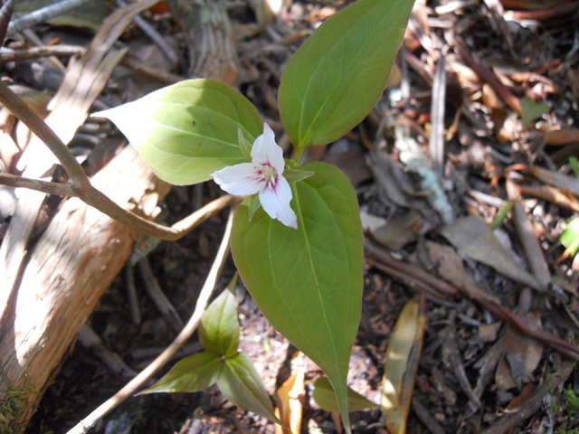 Trillium undulatum (Painted trillium) #31225