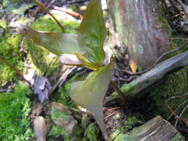 Trillium undulatum (Painted trillium) #31226