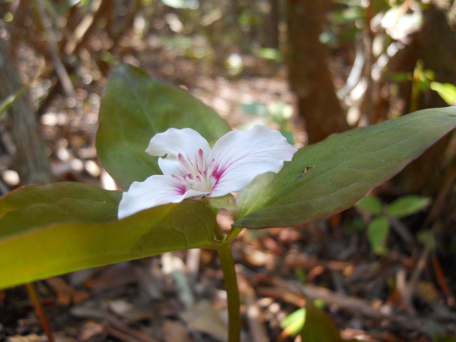 Trillium undulatum (Painted trillium) #31227