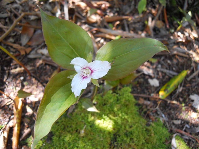 Trillium undulatum (Painted trillium) #31228