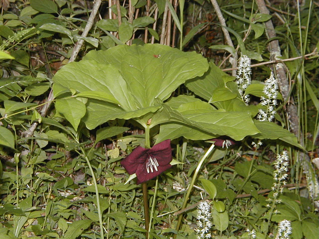 Trillium vaseyi (Sweet trillium) #28314