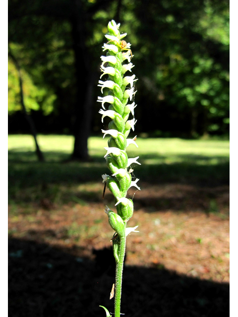 Spiranthes ovalis var. erostellata (October ladies'-tresses) #33627