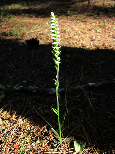 Spiranthes ovalis var. erostellata (October ladies'-tresses) #33628