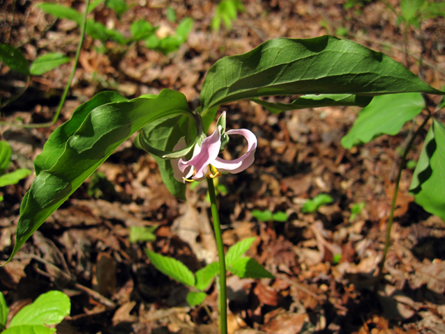 Trillium catesbaei (Bashful wakerobin) #33725