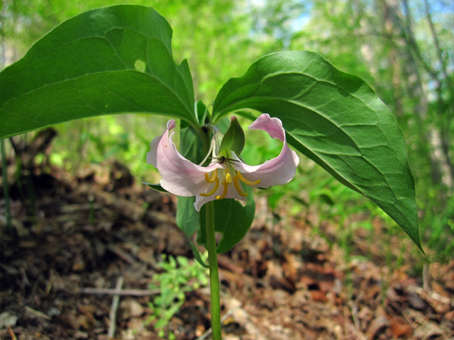 Trillium catesbaei (Bashful wakerobin) #33726