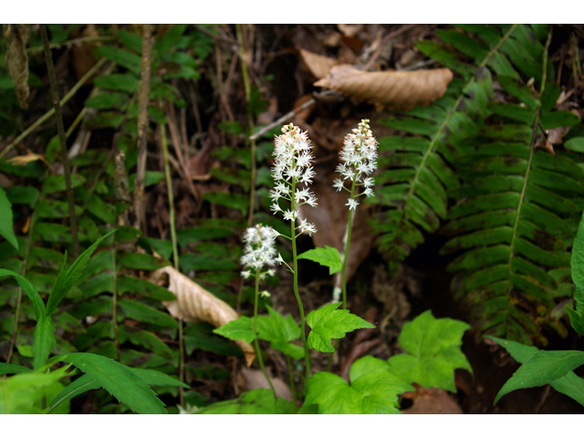 Tiarella cordifolia (Heartleaf foamflower) #33738