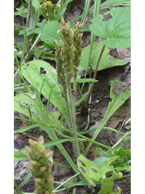 Plantago rhodosperma (Redseed plantain) #33114