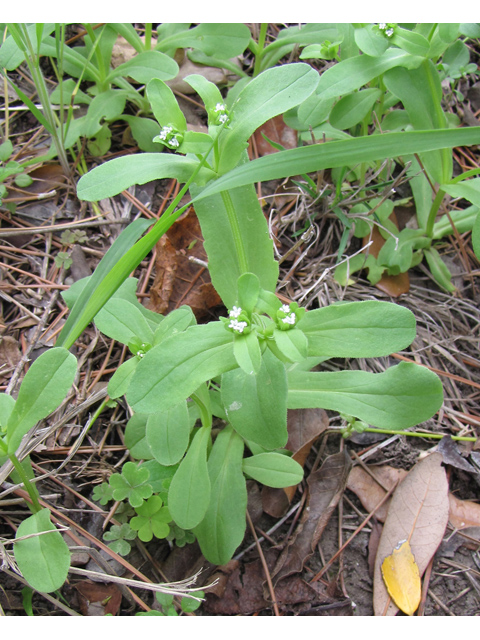 Valerianella radiata (Beaked cornsalad) #33117