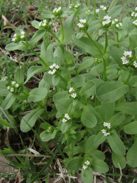 Valerianella radiata (Beaked cornsalad) #33118