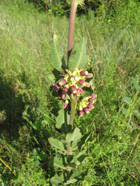 Asclepias viridiflora (Green comet milkweed) #33145