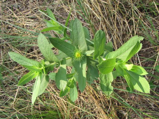 Grindelia adenodonta (Lonestar gumweed) #33146