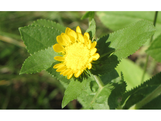 Grindelia adenodonta (Lonestar gumweed) #33147