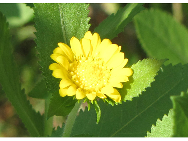 Grindelia adenodonta (Lonestar gumweed) #33148