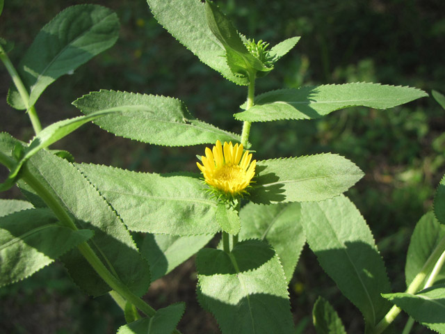 Grindelia adenodonta (Lonestar gumweed) #33149