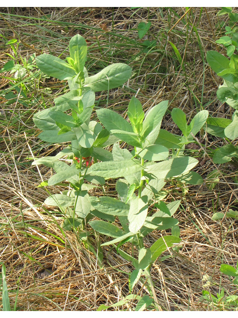 Grindelia adenodonta (Lonestar gumweed) #33150