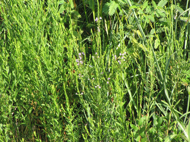 Lythrum alatum var. lanceolatum (Winged lythrum) #33175