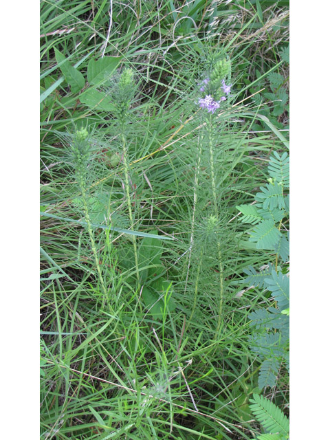 Liatris punctata var. mucronata (Texas gayfeather) #33182